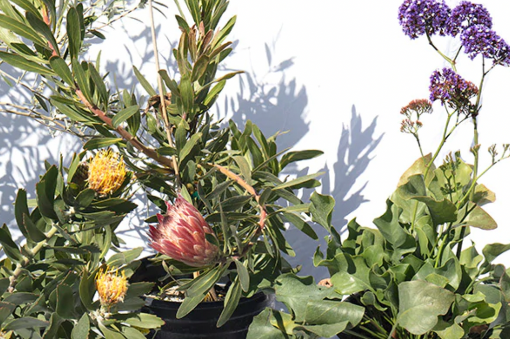 Brie's Bouquet Cut Flower Garden - California Wild - Plant Pack