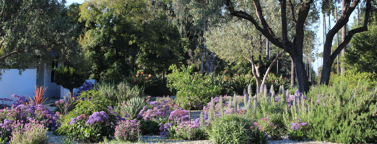 Purple Fever - California Wild Gardens - Plant Pack