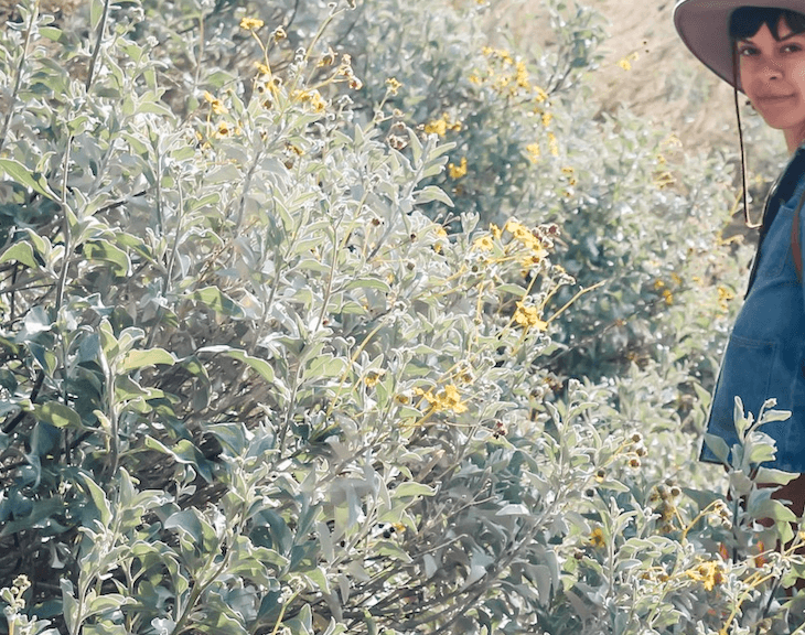 Sage Rich - California WILD - Plant Pack