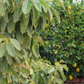 Your Hacienda Fruits - California Wild - Plant Pack