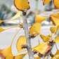 Super Healers - California Wild Gardens - Plant Pack