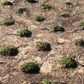 California Frogfruit Plugs - Native Groundcover Lawn Alternative