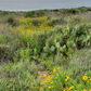 Catalina Island | Curated California Native Plant Set