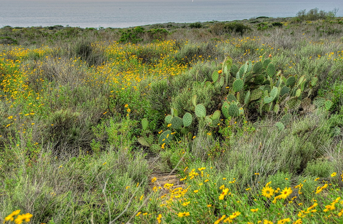 Catalina Island | Curated California Native Plant Set