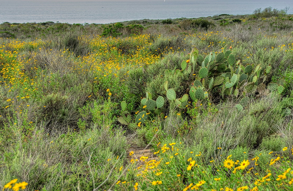 Catalina Island Native Garden | Plan & Plants