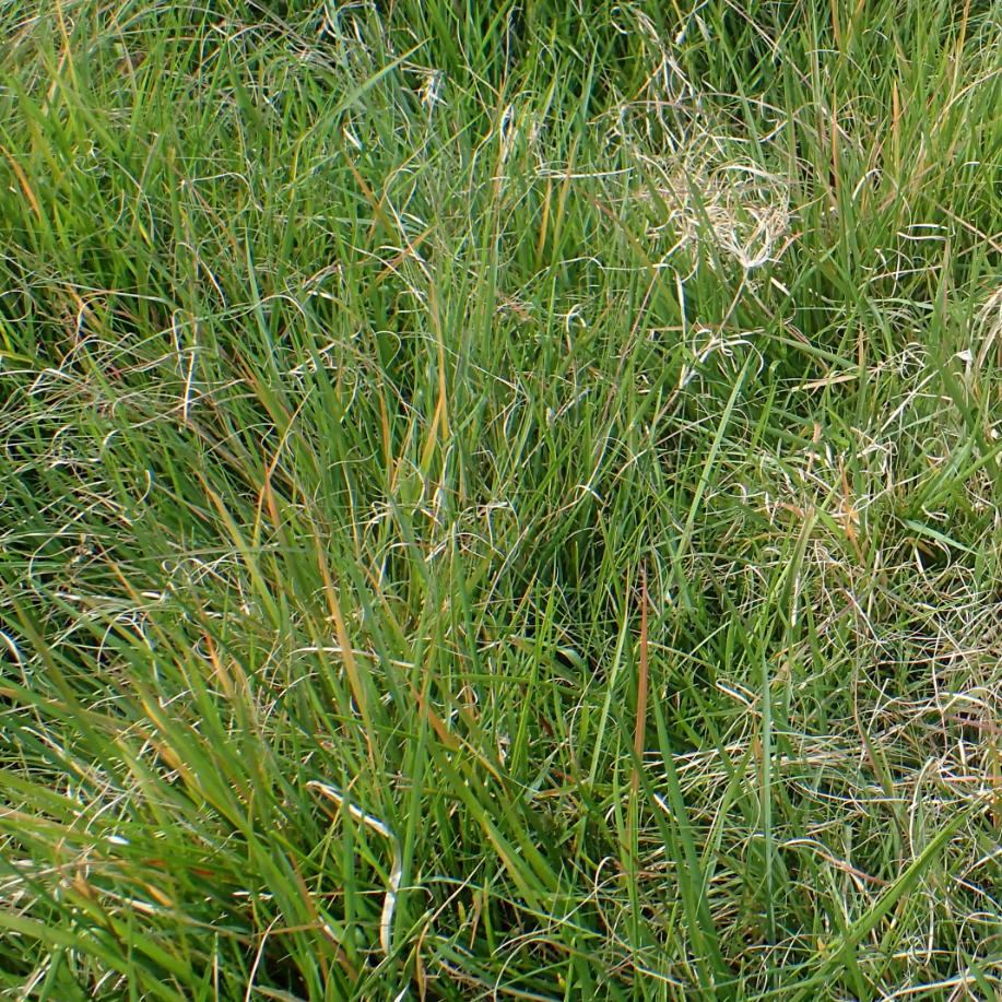 Native Meadow - Buffalo Grass Blend