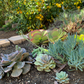 Succulent Soul | Drought-Tolerant Garden | Plant Package & Design Plan
