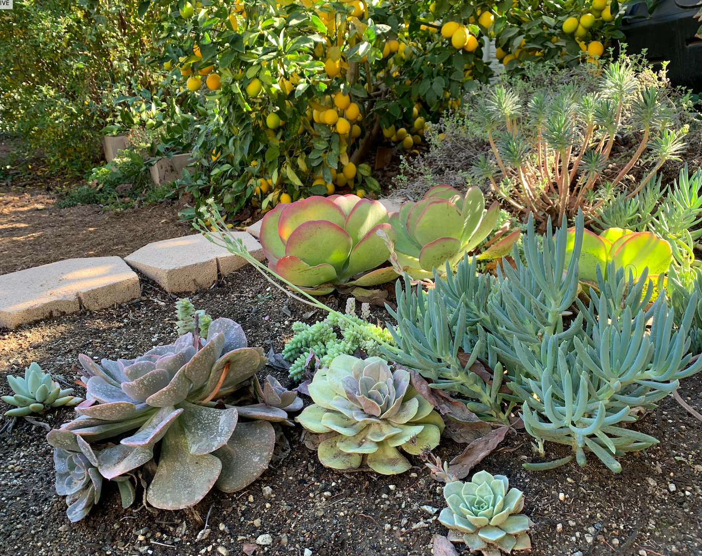 design for succulent garden Succulent Garden | California Landscape Design