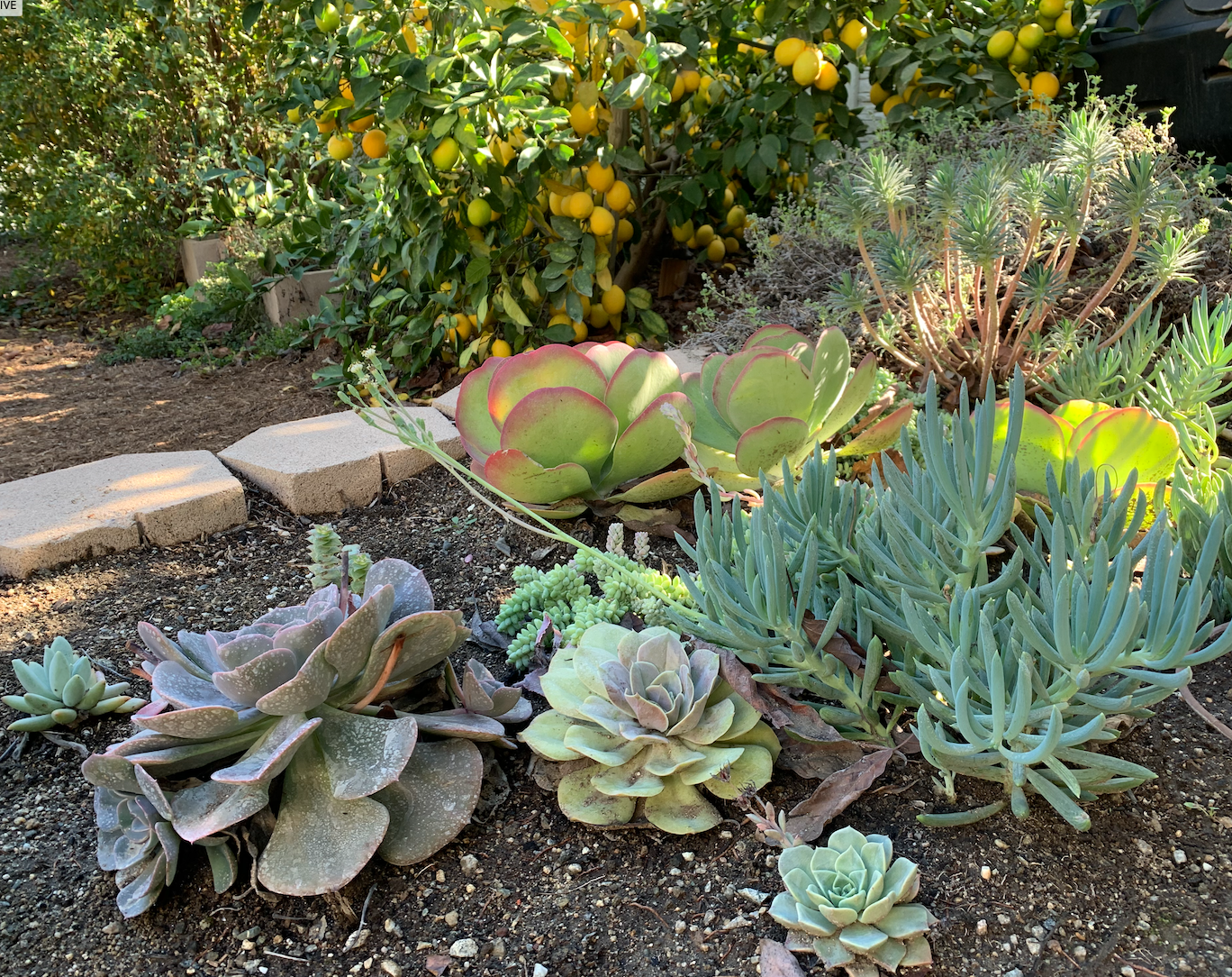 Succulent Soul | Drought-Tolerant Garden | Plant Package & Design Plan