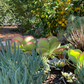 Succulent Soul | Drought-Tolerant Garden | Plant Package & Design Plan
