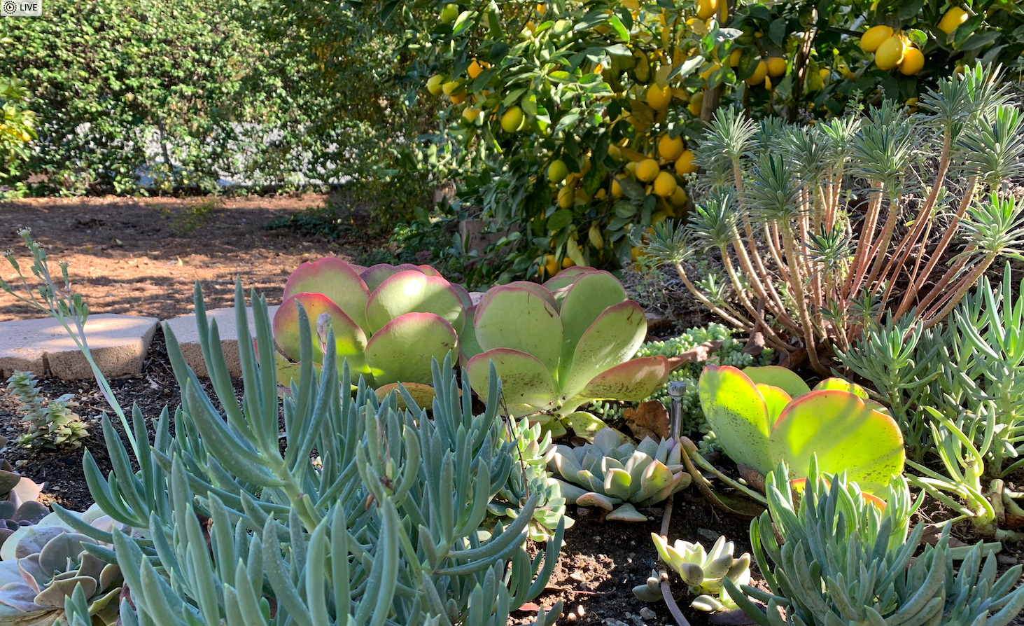 succulents sacramento ca Succulent Garden | California Landscape Design