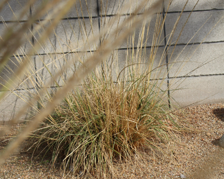 Deer Grass Meadow Pack