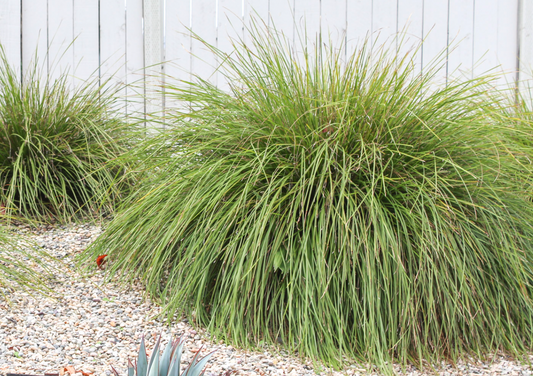 Deer grass plant against a white fence muhlenbergia rigens