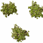 California Frogfruit Plugs - Native Groundcover Lawn Alternative
