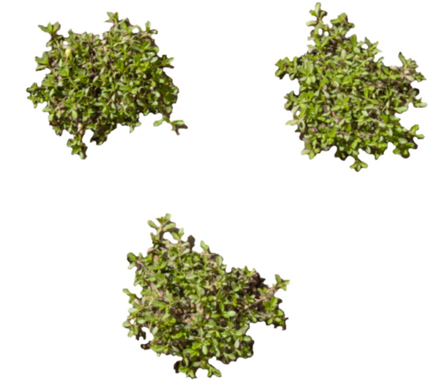 California Frogfruit Plugs - Native Groundcover Lawn Alternative