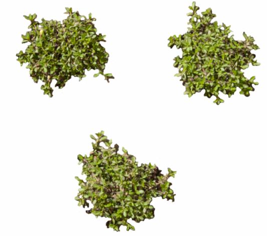 California Frogfruit Plugs - Native Groundcover Lawn Alternative