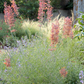 Blossom 365 Hummingbird Garden | Curated Plant Set