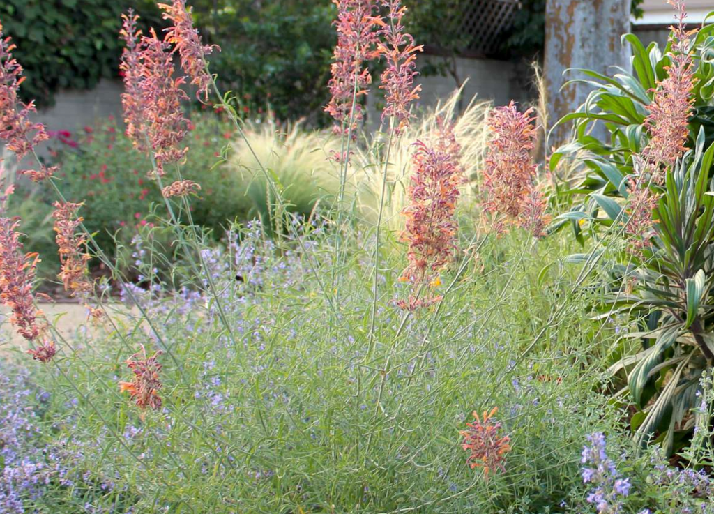 Blossom 365 Hummingbird Garden | Plan & Plants