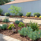 Xeric Modern | Plant Package & Design Plan