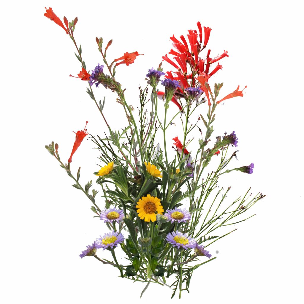Catalina Island | Curated California Native Plant Set