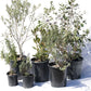 Mediterranean Magic - California Wild Gardens - Plant Pack