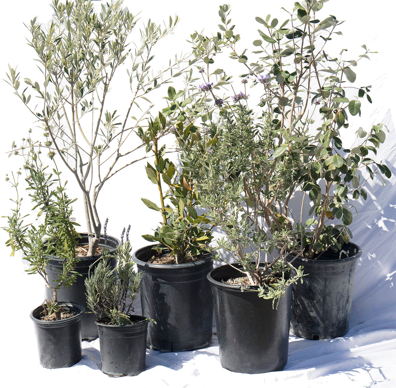 Mediterranean Magic - California Wild Gardens - Plant Pack