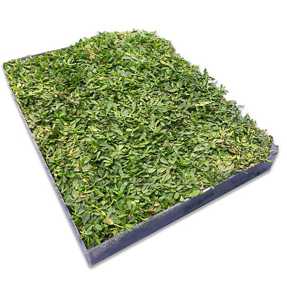 succulent sod Sterile Frogfruit Groundcover Lawn
