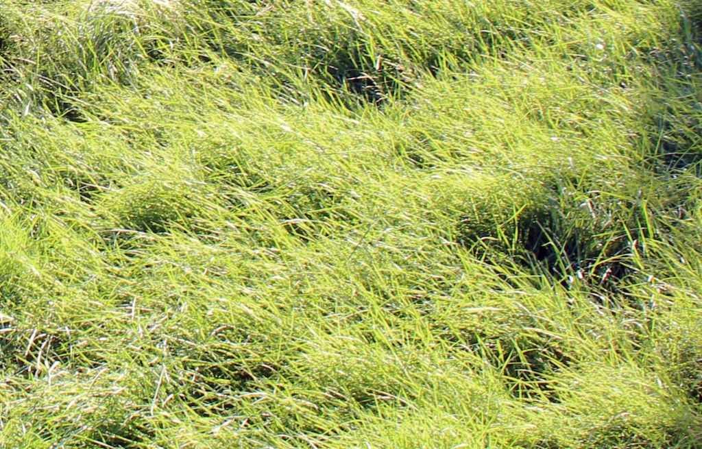 California Native Grasses