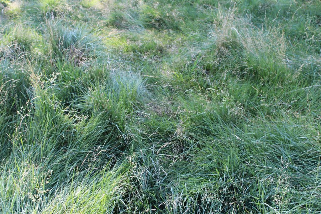 California Native Grasses