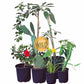 My Hacienda Fruits | Curated Edible Plant Set