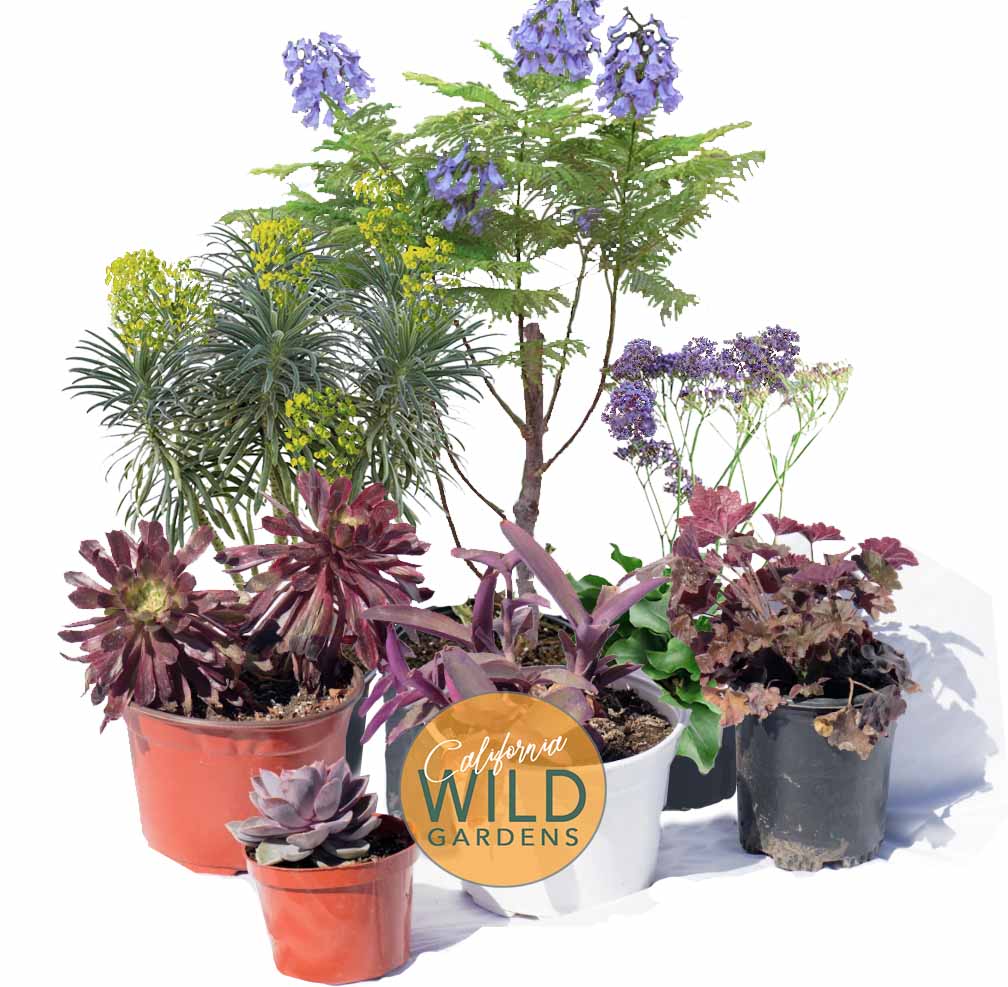 Purple Fever - California WILD - Plant Pack